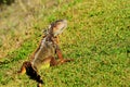 Green iguana posing Royalty Free Stock Photo