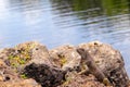 Green iguana posing Royalty Free Stock Photo