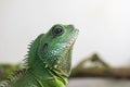 Green iguana profile detail. Lizard`s head close-up view. Small wild animal looks like a dragon Royalty Free Stock Photo