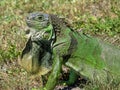 Green Iguana in Profile Neck Dewlap Extended Royalty Free Stock Photo