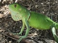 Green Iguana Profile Small Young Lizard Royalty Free Stock Photo