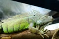Portrait of a green iguana Iguana iguana, also known as the American iguana. This is a large, arboreal, mostly herbivorous Royalty Free Stock Photo