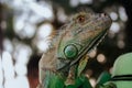 Green iguana red ayes on shoulder