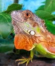 Green Iguana Red Color Morph Royalty Free Stock Photo