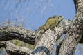 Green Iguana with Regenerated Tail on Thick Tree Branch Royalty Free Stock Photo