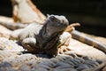 Green Iguana at Reptile Park Royalty Free Stock Photo