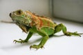 Green iguana reptiles portrait, close up