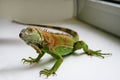 Green iguana reptiles portrait, close up