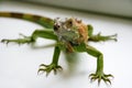 Green iguana reptiles portrait, close up