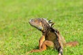 Green iguana resting Royalty Free Stock Photo