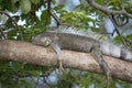 Green Iguana Resting in the Heat