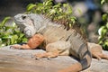 The green iguana is resting in the sun Royalty Free Stock Photo