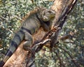 Iguana resting on a tree while sunbathing Royalty Free Stock Photo