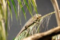 A green iguana rests on a palm leaf. The reptile has a long tail and distinctive spines along its back. The background is blurred Royalty Free Stock Photo