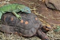 Green iguana