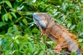 Green iguana Iguana iguana, Rio Tempisque Costa Rica wildlife Royalty Free Stock Photo