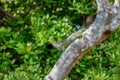 Green iguana (Iguana iguana), Rio Tempisque Costa Rica wildlife Royalty Free Stock Photo