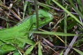 Green Iguana Portrait Royalty Free Stock Photo