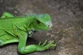 Green Iguana Portrait Royalty Free Stock Photo