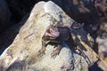 Green Iguana on a rock at St Thomas Island, US VI.