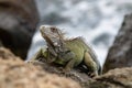 Green Iguana on rocks, looking at camera. Water in the Background.