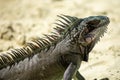 A green Iguana on a sandy beach in the Caribbean. Royalty Free Stock Photo