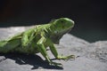 Green Iguana Scratching with His Back Foot Royalty Free Stock Photo