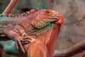 Green iguana, side view. Colorful detail, isolated. Royalty Free Stock Photo