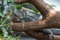 A Green Iguana Iguana iguana sits motionless along a tree branch in the rainforest Royalty Free Stock Photo