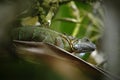 Green Iguana sitting on a branch in the rainforest, Costa Rica, Lizard`s head close-up view. Small wild animal looks like dragon Royalty Free Stock Photo