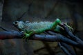 Green iguana Royalty Free Stock Photo