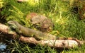 Green iguana sleep Royalty Free Stock Photo