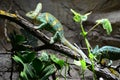 Green iguana sleeping on the tree in the zoo Royalty Free Stock Photo