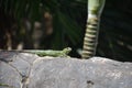 Green Iguana with Spikes Down his Back Royalty Free Stock Photo