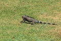 Green Iguana of St Thomas Royalty Free Stock Photo