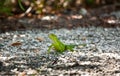 Green Iguana in the sun