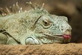 A green iguana