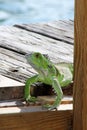 Green Iguana