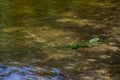 Green iguana iguana iguana swimming underwater in lake - Pembroke Pines, Florida, USA Royalty Free Stock Photo