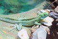 Green iguana in terrathium Royalty Free Stock Photo