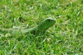Green Iguana in Thick Grass Royalty Free Stock Photo