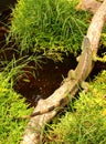 Green iguana top view