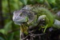 Green Iguana on a tree branch Royalty Free Stock Photo