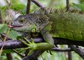 Green Iguana eating leaves from a tree branch. Royalty Free Stock Photo