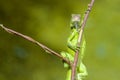 Green iguana on a tree branch with a funny pose 1