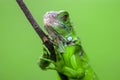 Green iguana on a tree branch with a funny pose 1