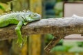 Green Iguana On A Tree Branch Royalty Free Stock Photo