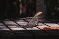 Portrait of an iguana in profile. Exotic iguana. Iguana portrait