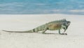 Green iguana walking on the sand Royalty Free Stock Photo