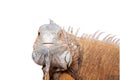 Green Iguana on white Royalty Free Stock Photo